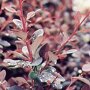 Berberis thunbergii 'Atropurpurea' close up
